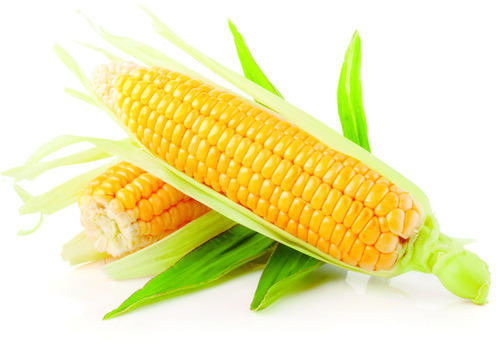 testy summer foods Corn