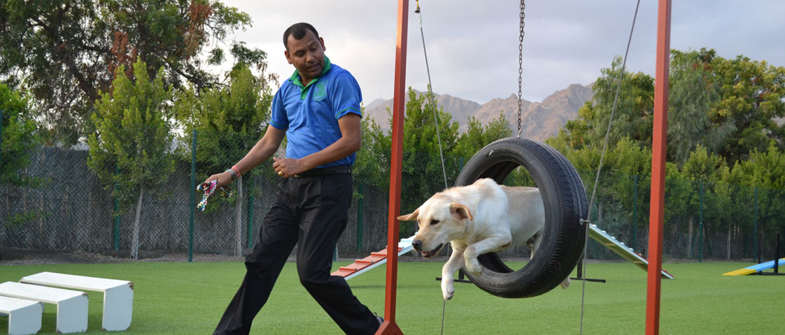 Canine village dog training and research center