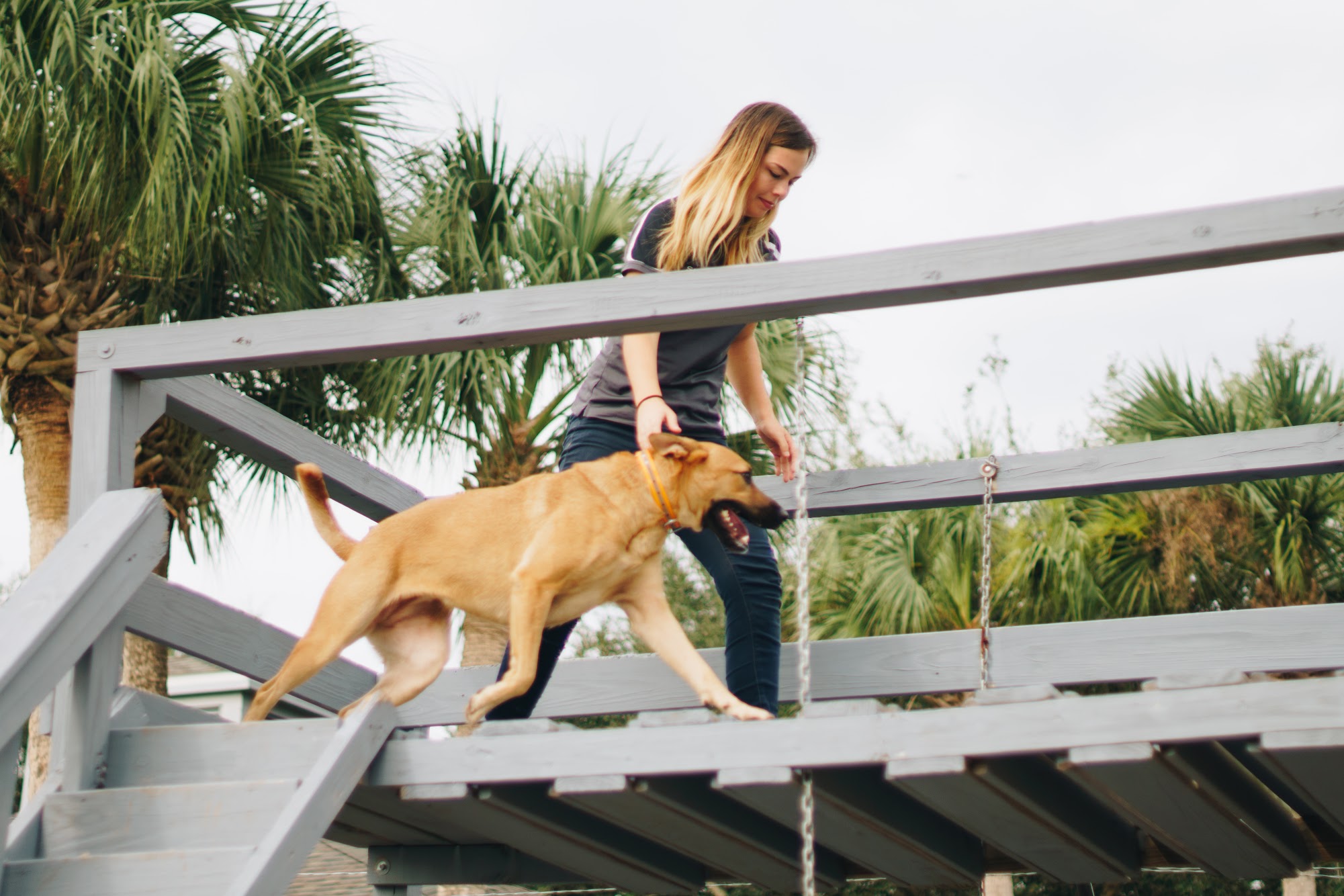 K-9 school dog training center